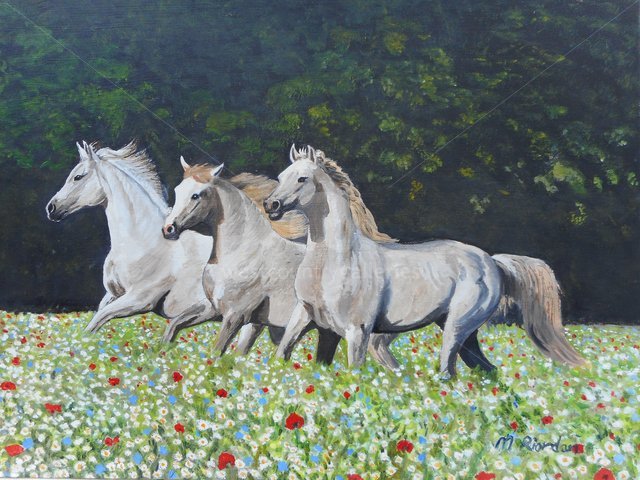 Image of White horses in flower meadow