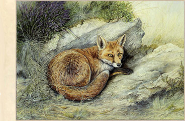 Image of Autumn Fox ~ Goss Moor, nr. Roche, Cornwall