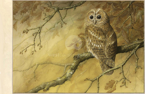 Image of Autumn Tawny Owl ~ The Great Wood, Lanhydrock, nr. Bodmin, Cornwall