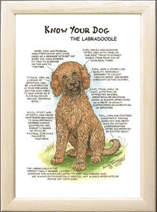 Image of The Labradoodle
