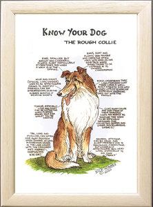 Image of The Rough Collie