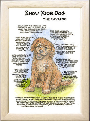 Image of The Cavapoo