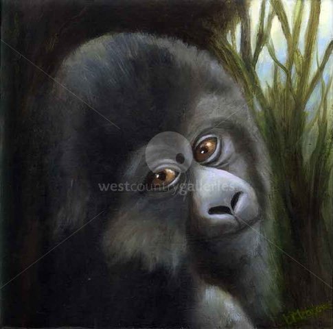 Image of Baby Gorilla